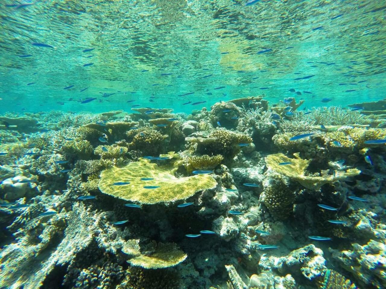 Koimala Beach Ukulhas Dış mekan fotoğraf