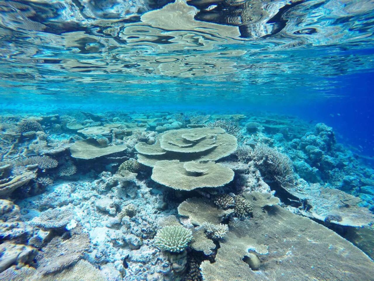 Koimala Beach Ukulhas Dış mekan fotoğraf